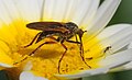 Empis March 2009-1.jpg