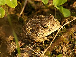 Ропуха очеретяна (Bufo calamita)