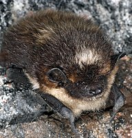 Eptesicus nilssonii hibernating.JPG