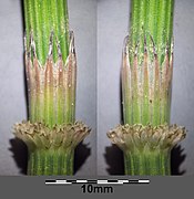 Stem with sheath and teeth (sterile stem)