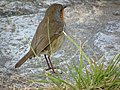 Erithacus rubecula Petirrojo