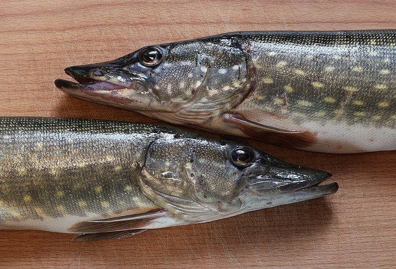 File:Esox lucius 2021 G2.jpg