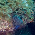 * Nomination Sea sponge (Scalarispongia scalaris), Cabo de Palos, Spain --Poco a poco 07:50, 6 June 2023 (UTC) * Promotion Good quality. --Snowmanstudios 08:17, 6 June 2023 (UTC)