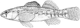 Etheostoma spectabile