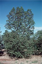 Thumbnail for Eucalyptus × brachyphylla