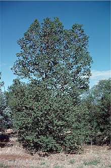 Evkalipt x brachyphylla habit.jpg