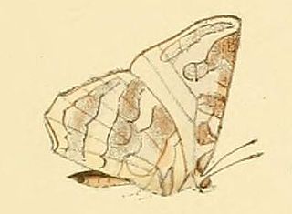 <i>Euliphyra leucyania</i> species of insect