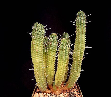 Euphorbia fimbriata