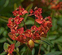 Euphorbia griffithii