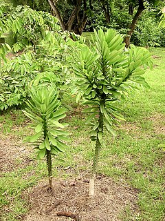 <i>Euphorbia nivulia</i> Species of succulent flowering plant in the family Euphorbiaceae