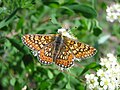 Euphydryas aurinia