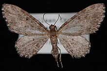 Eupithecia lachrymosa.JPG