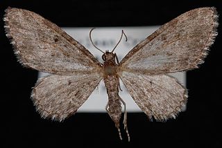 <i>Eupithecia lachrymosa</i> Species of moth