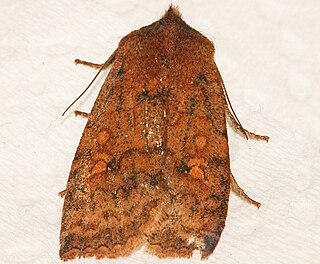 <i>Eupsilia tristigmata</i>