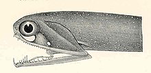 FMIB 45458 Head of a Malacosteus, from the Andaman Sea, 650 fathoms; showing the enormous mouth and formidable dentition, and luminous.jpeg