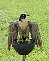   Falco pelegrinus (Falconidae) Peregrine Falcon