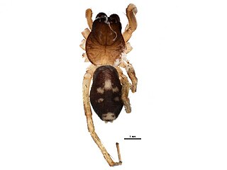 <i>Falconina gracilis</i> Species of spider