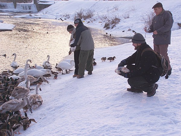 Afortunadamente, algunas personas llevan algo de comida y se la dan a los cisnes. Pero a veces no es comida buena para ellos. Y lo que consiguen es un buen dolor de barriga.