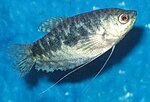 Thumbnail for File:Female Opaline Gourami.jpg