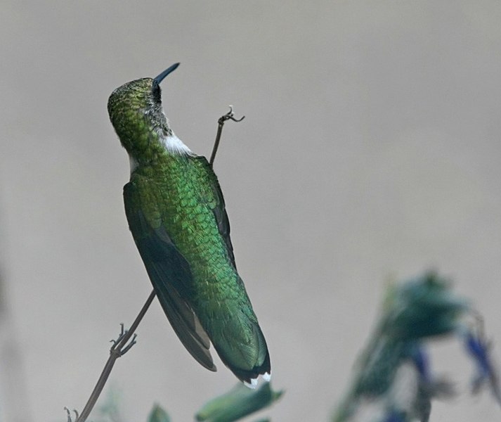 File:Female Ruby Throated Hummingbird (2772957668).jpg