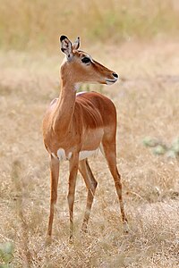 Female Impala in the Mikumi National Park, Tanzania