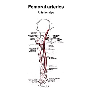 <span class="mw-page-title-main">Superficial circumflex iliac artery</span>