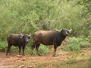 Bubalina Subtribe of bovines consisting of the true buffalo