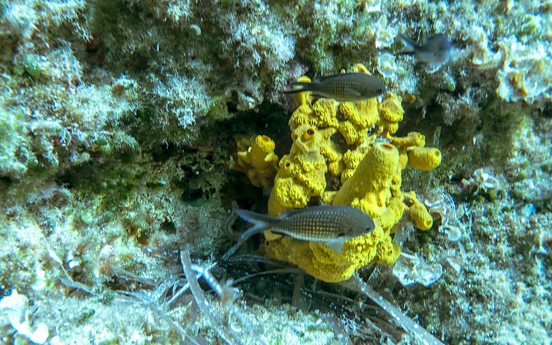 File:Fish on yellow (37482471956).jpg