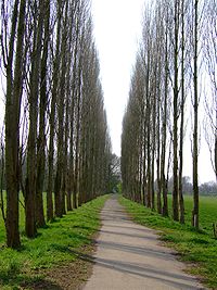 Row running through Fletcher Moss eventually turns into a path by the River Mersey Fletcher Moss-row.JPG