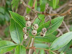 Fruits du molle dulce (Lithraea molleoides).