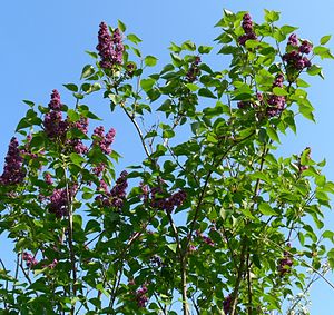 Сирень обыкновенная (Syringa vulgaris hybrid)