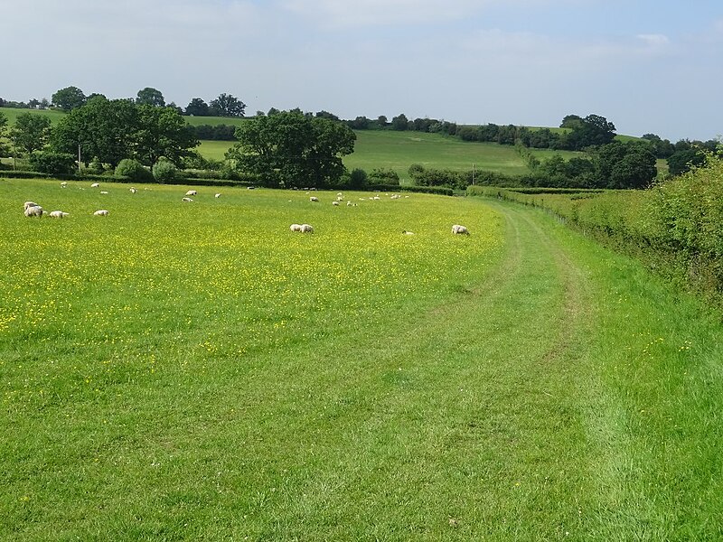 File:Footpath through a field - geograph.org.uk - 5800374.jpg