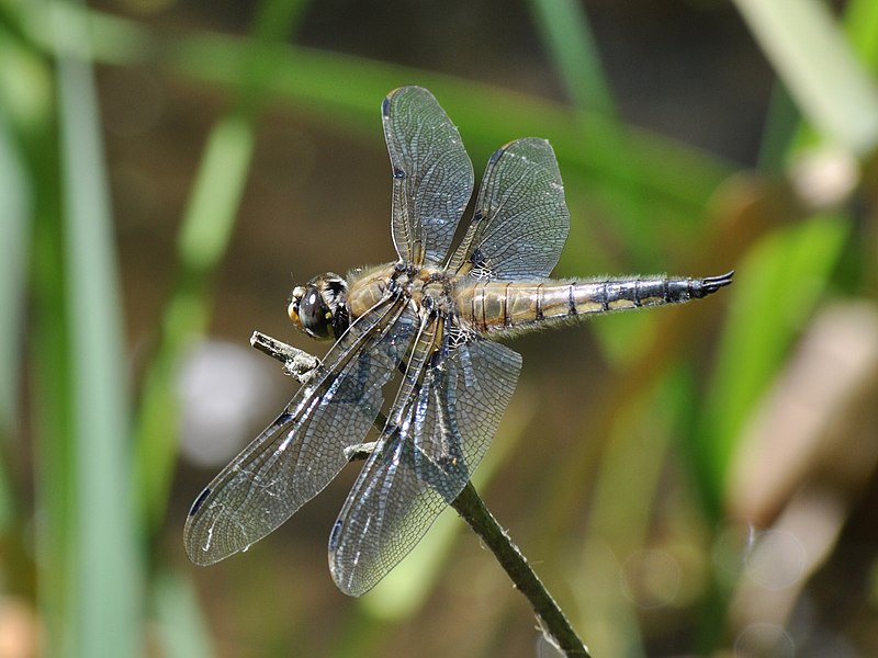 File:Four-spotted Chaser (Libellula quadrimaculata).JPG