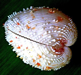 <i>Fragum unedo</i> Species of bivalve