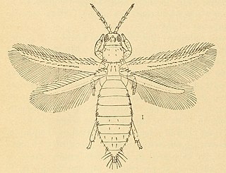 <i>Frankliniella</i> Genus of thrips