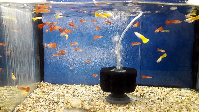 File:Freshwater Aquarium Fish 1.jpg