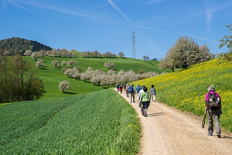 File:Fricktaler Kirschenweg-1.jpg