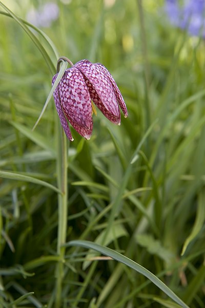 File:Fritillaria meleagris (snakeshead fritillary).jpg