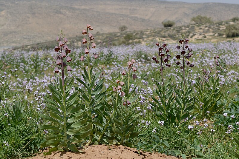 File:Fritillaria persica 2.jpg