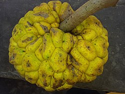 Fruits de Mirianthus arboreus du village de Tayap.jpg