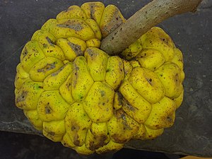 Fruit of Myrianthus arboreus