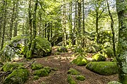 Günterfelsen bei Furtwangen im Schwarzwald