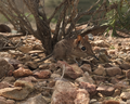 Thumbnail for Somali elephant shrew