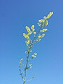 Inflorescence