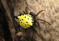 Spiden Gasteracantha haselti trovita en Kalasa