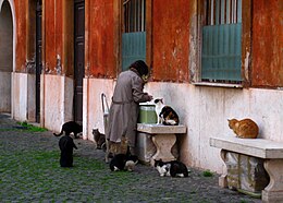 A woman feeding cats in Rome Gattara.jpg