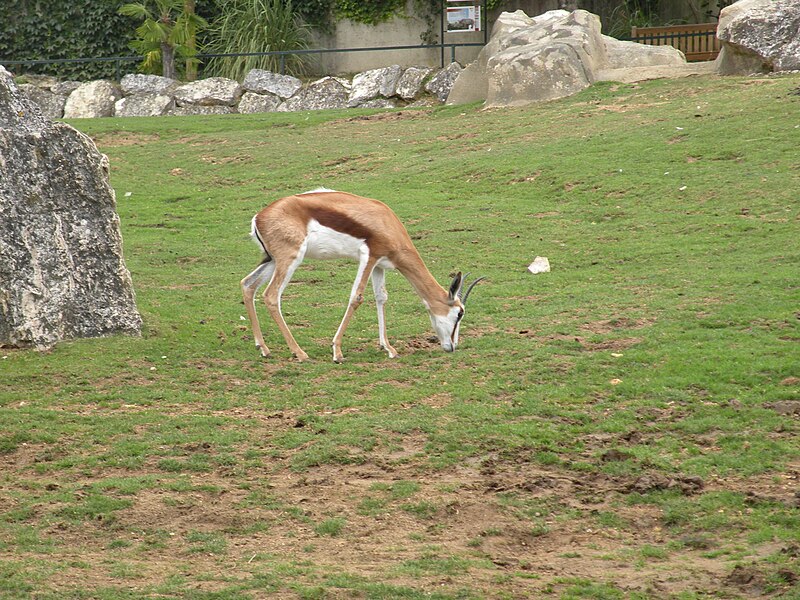 File:Gazella in beauval 2.JPG