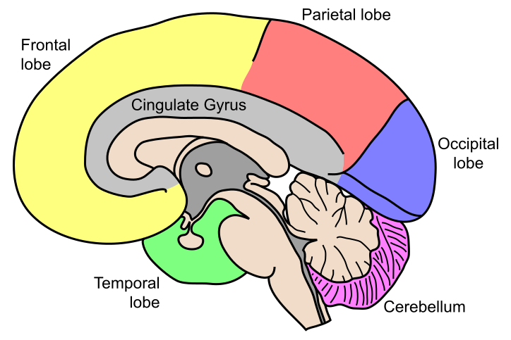 File:Gehirn, medial - Lobi en.svg