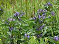 Gentiana cruciata Germany - Tauberland