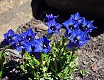 Gentiana dinarica.jpg